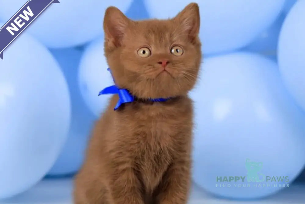 Yaroslav British Shorthair male cinnamon live animals