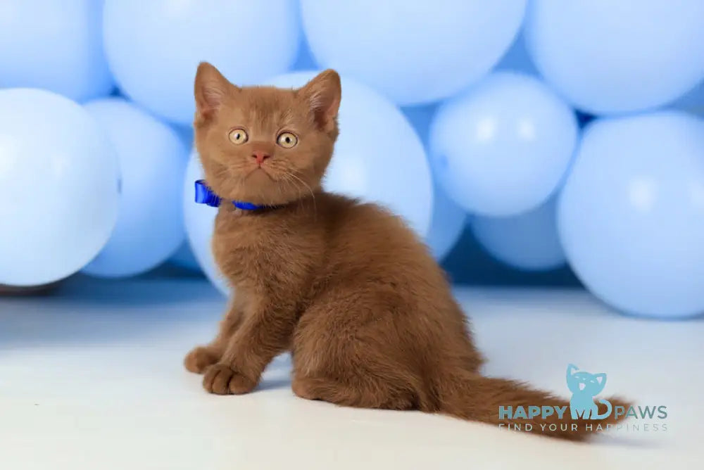 Yaroslav British Shorthair male cinnamon live animals