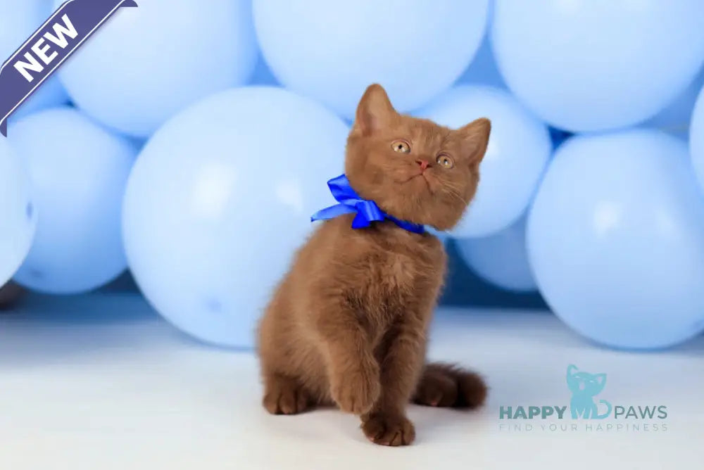 Yaroslav British Shorthair male cinnamon live animals