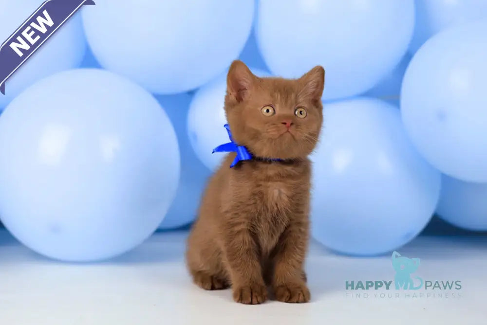 Yaroslav British Shorthair male cinnamon live animals