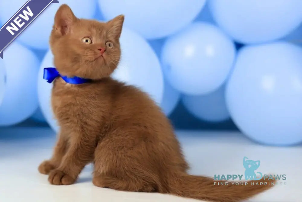 Yaroslav British Shorthair male cinnamon live animals