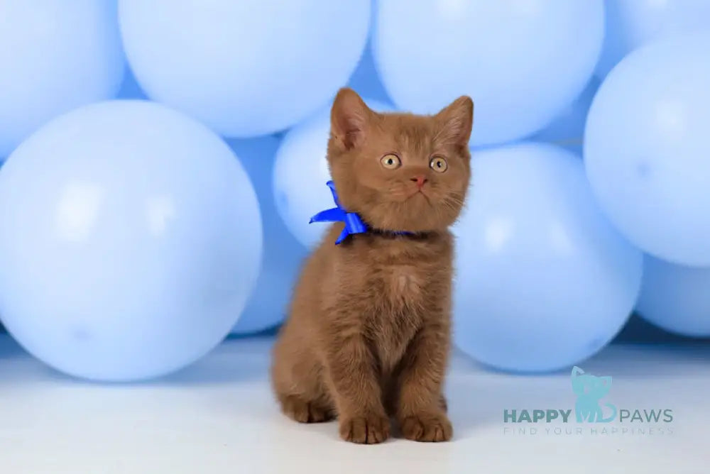 Yaroslav British Shorthair male cinnamon live animals