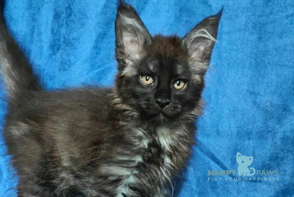 Yaroslav Maine Coon male black silver live animals