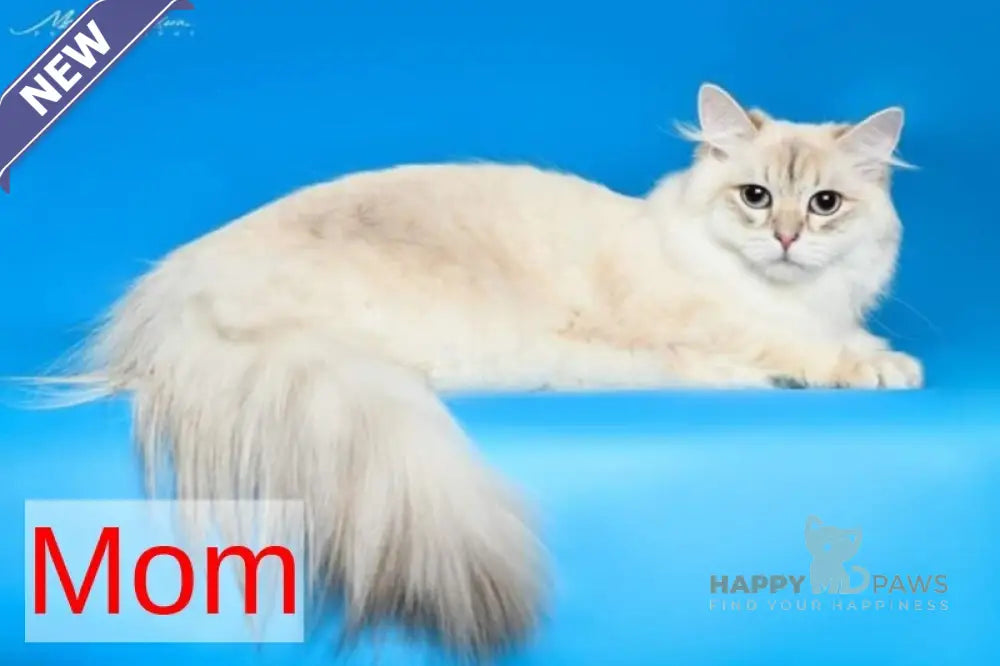Yaroslav Maine Coon male blue pointed live animals