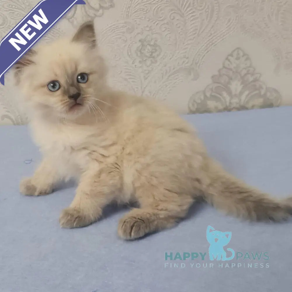 Yaroslav Maine Coon male blue pointed live animals
