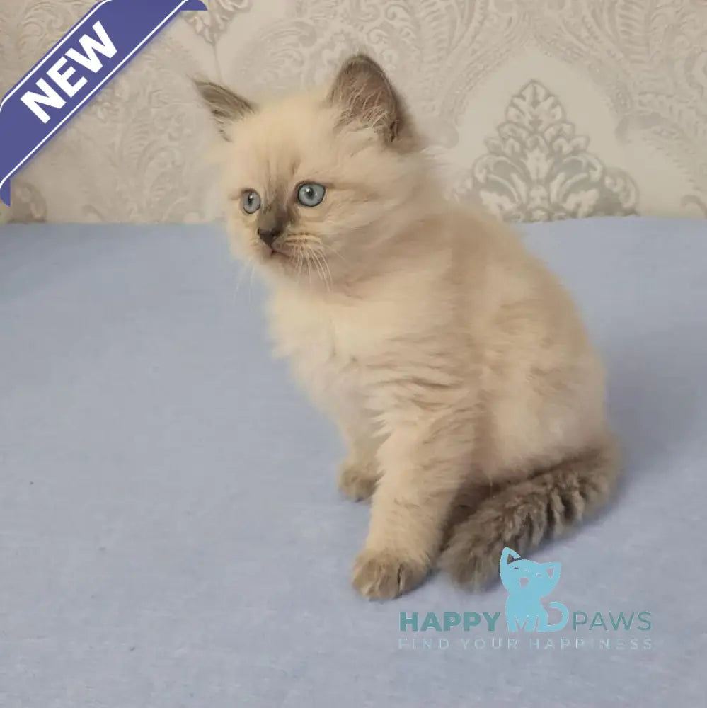 Yaroslav Maine Coon male blue pointed live animals
