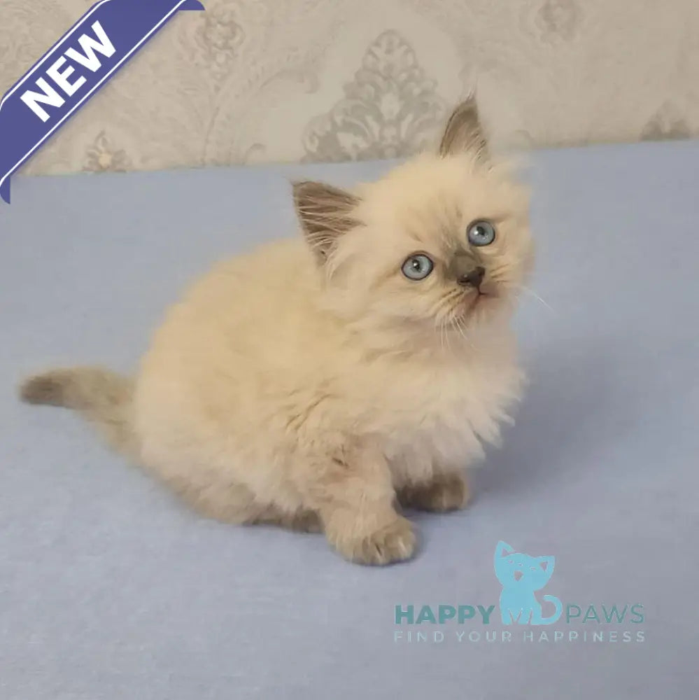 Yaroslav Maine Coon male blue pointed live animals