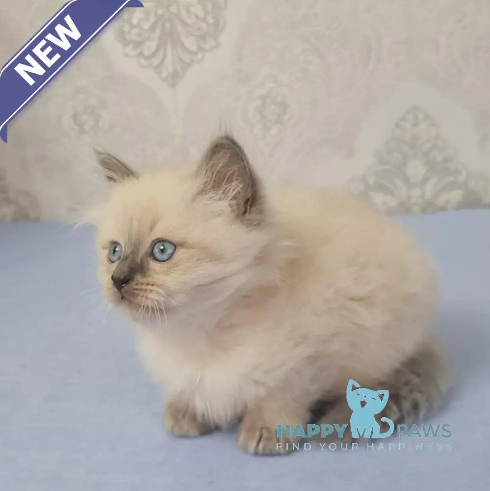 Yaroslav Maine Coon male blue pointed live animals