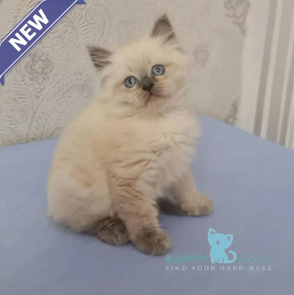 Yaroslav Maine Coon male blue pointed live animals