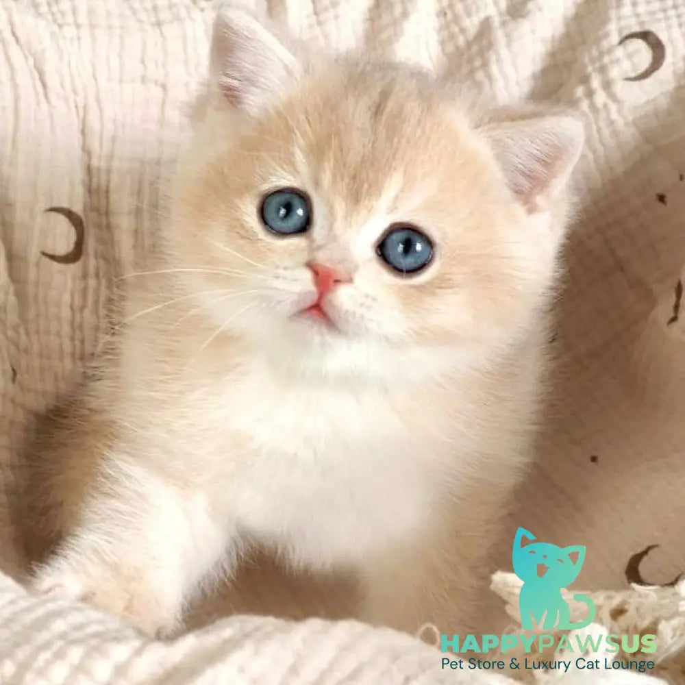 Yasha British Shorthair male blue golden chinchilla - live animals