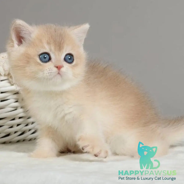 Yasha British Shorthair male blue golden chinchilla - live animals