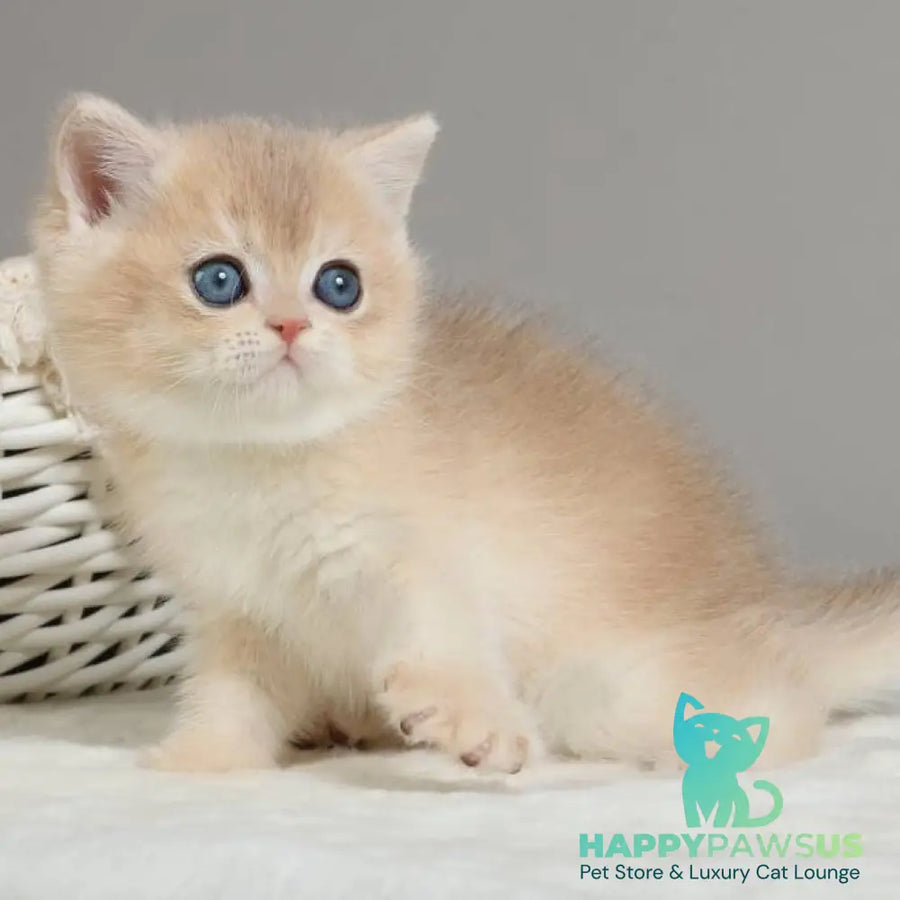 Yasha British Shorthair male blue golden chinchilla - live animals