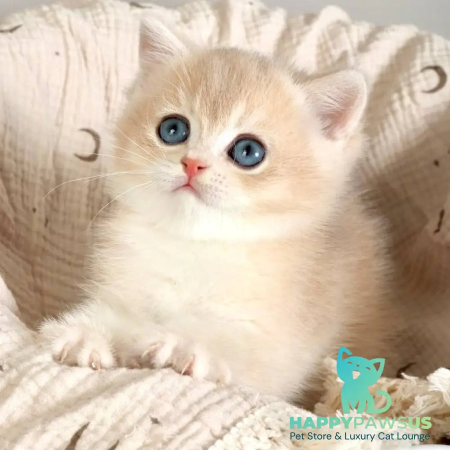 Yasha British Shorthair male blue golden chinchilla - live animals