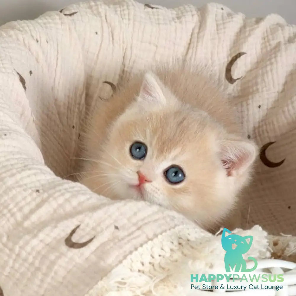 Yasha British Shorthair male blue golden chinchilla - live animals