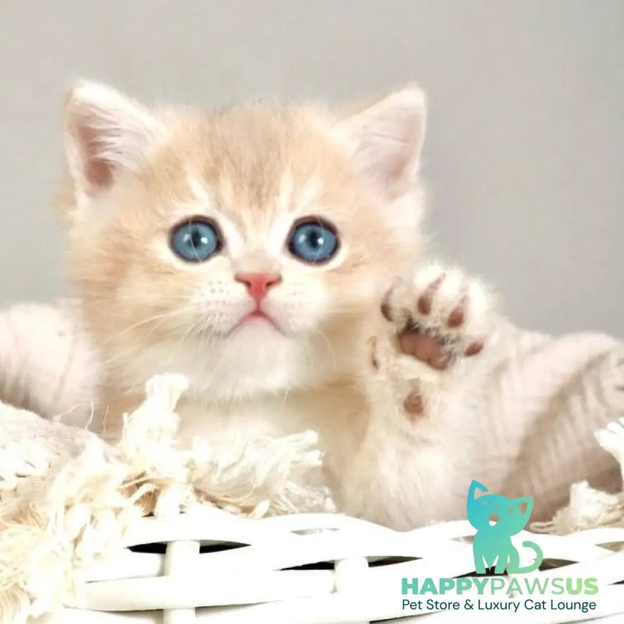 Yasha British Shorthair male blue golden chinchilla - live animals