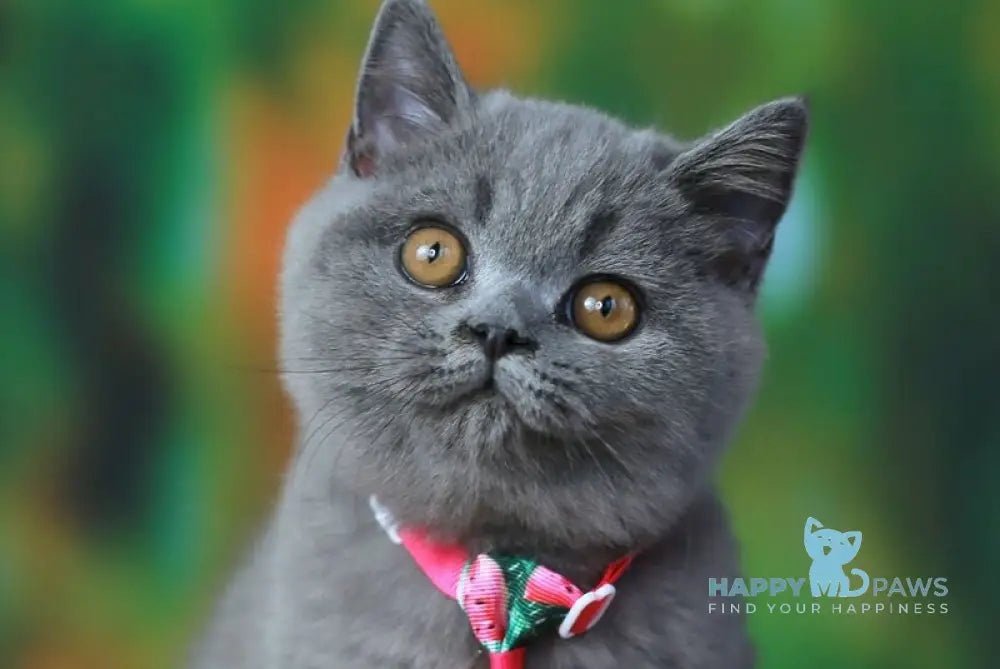 Yasha British Shorthair male blue live animals