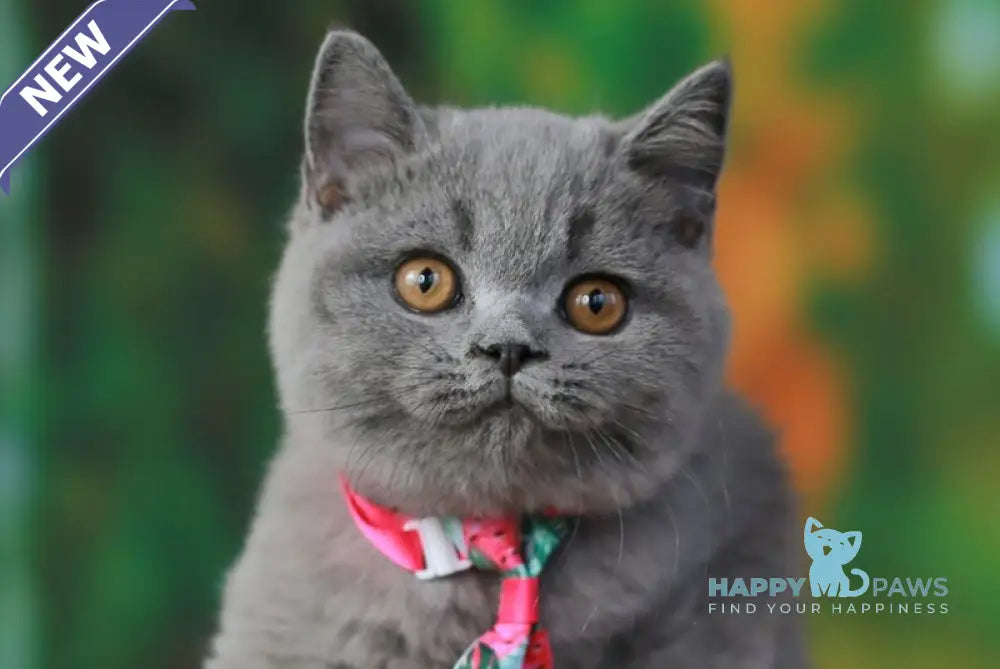 Yasha British Shorthair male blue live animals