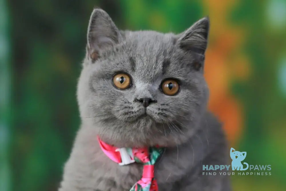 Yasha British Shorthair male blue live animals