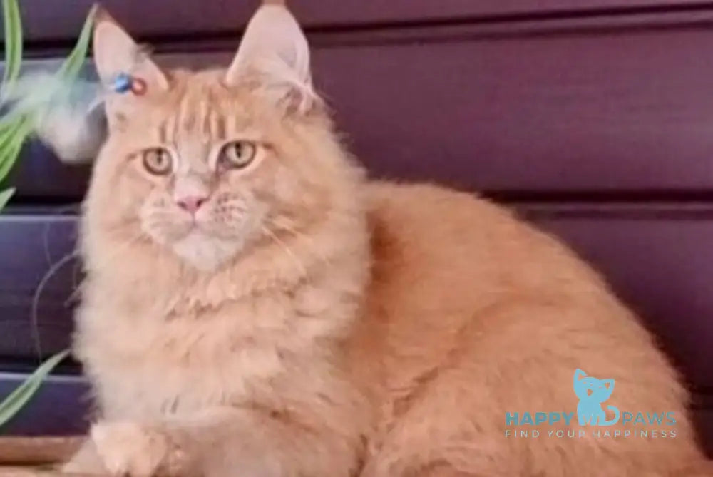 Yasha Maine Coon male red live animals