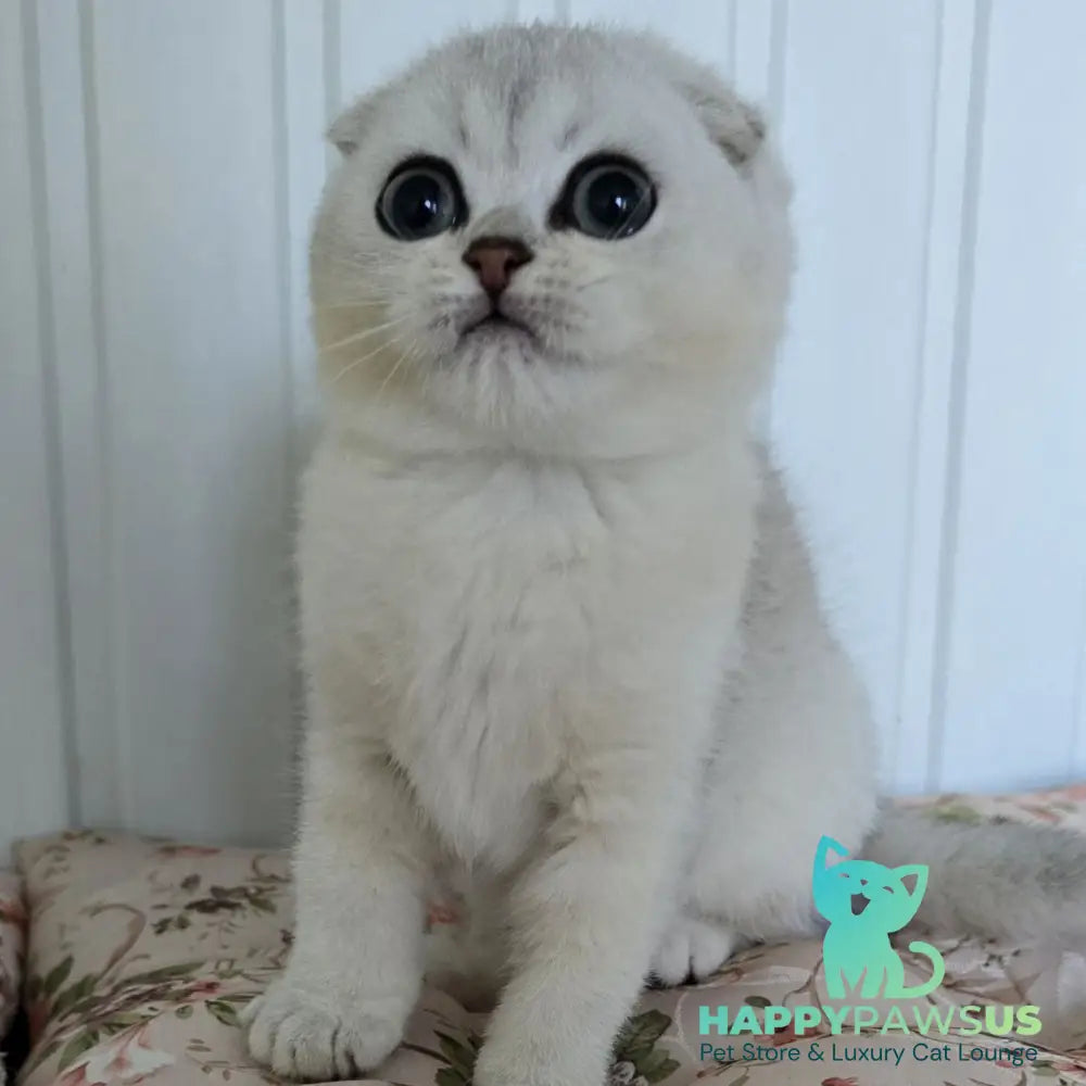 Yasha Scottish Fold male black silver shaded - live animals