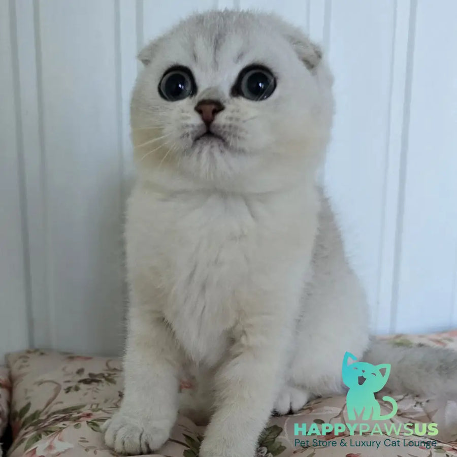 Yasha Scottish Fold male black silver shaded - live animals