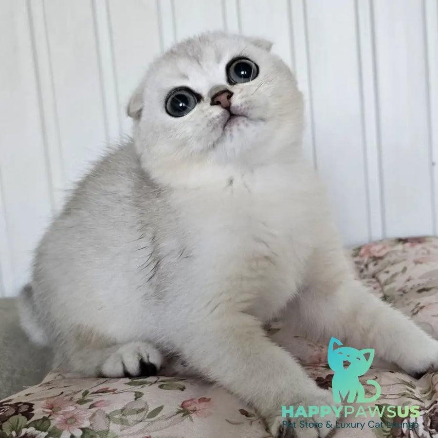 Yasha Scottish Fold male black silver shaded - live animals