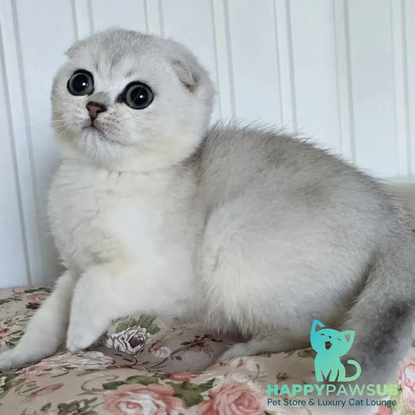 Yasha Scottish Fold male black silver shaded - live animals