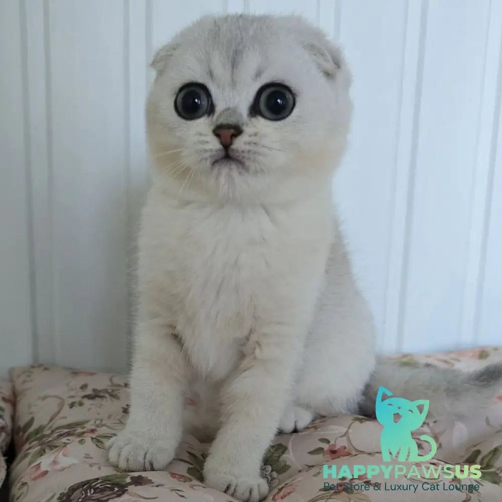 Yasha Scottish Fold male black silver shaded - live animals