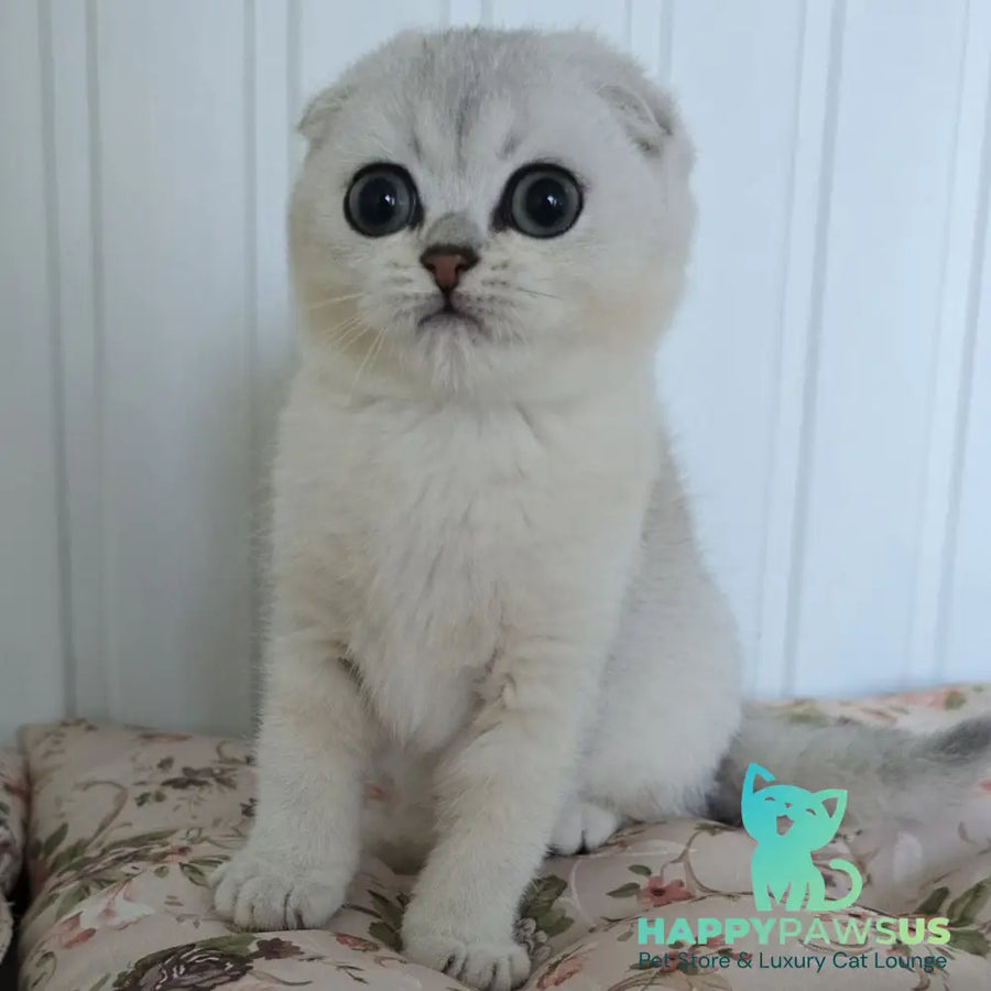 Yasha Scottish Fold male black silver shaded - live animals