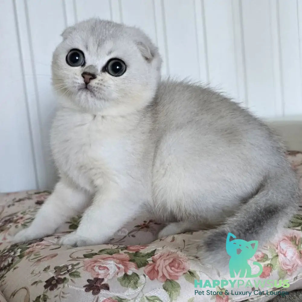 Yasha Scottish Fold male black silver shaded - live animals