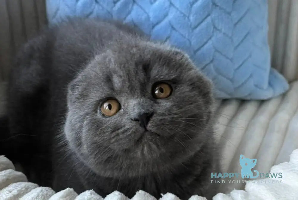 Yasha Scottish Fold male blue live animals