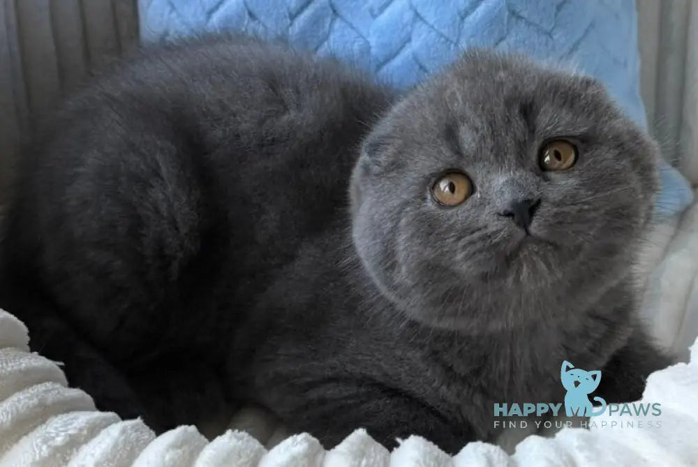 Yasha Scottish Fold male blue live animals