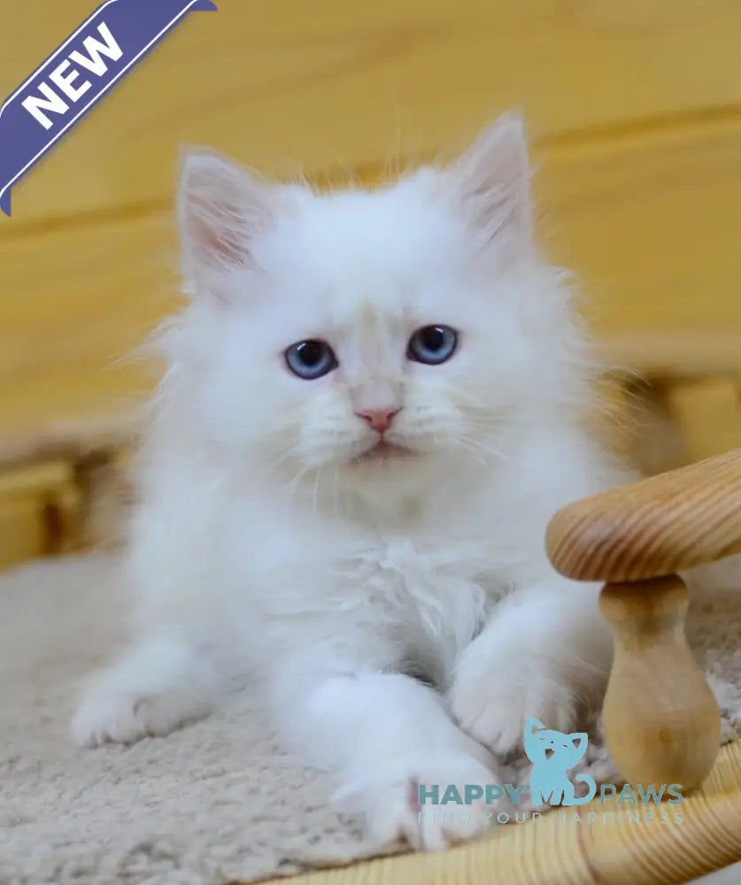 Yasha Siberian male cream tabby pointed live animals