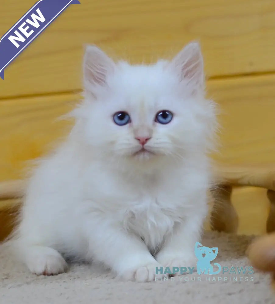 Yasha Siberian male cream tabby pointed live animals