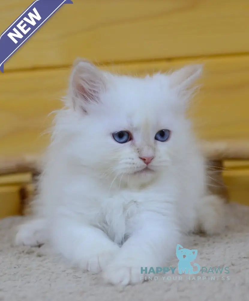 Yasha Siberian male cream tabby pointed live animals