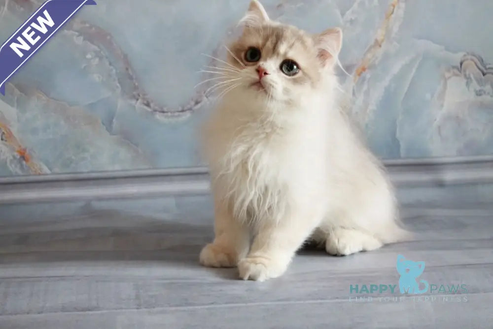 Yashka British Longhair male blue golden chinchilla live animals