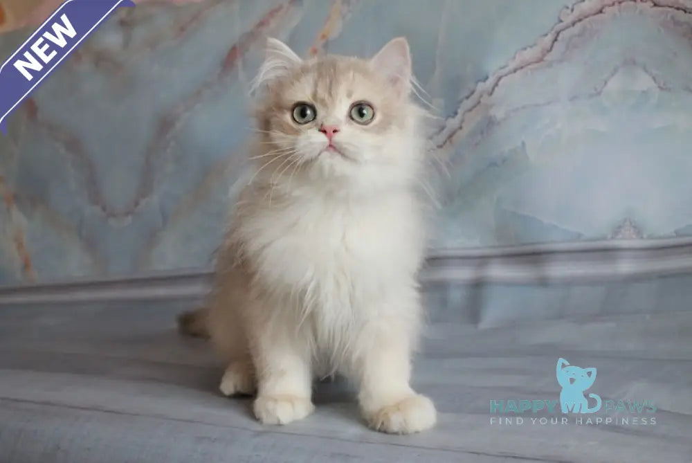 Yashka British Longhair male blue golden chinchilla live animals