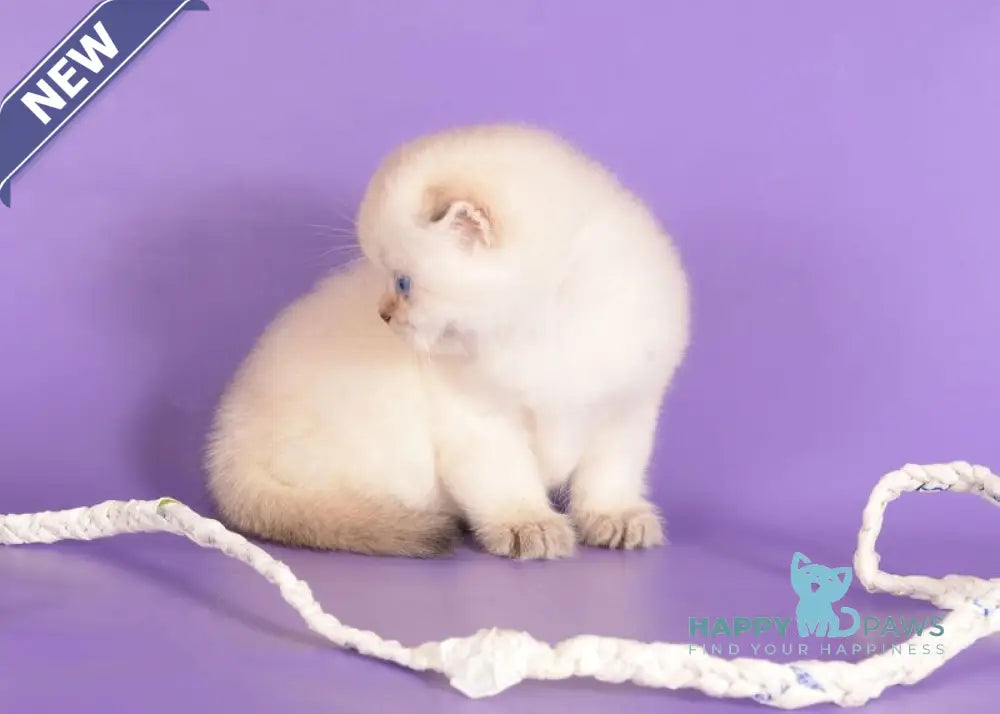 Yashka Scottish Fold female black golden ticked tabby pointed live animals