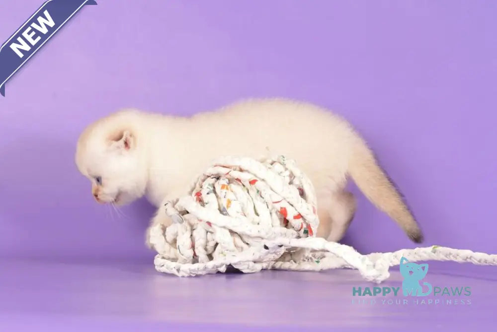 Yashka Scottish Fold female black golden ticked tabby pointed live animals