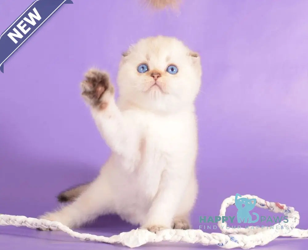 Yashka Scottish Fold female black golden ticked tabby pointed live animals