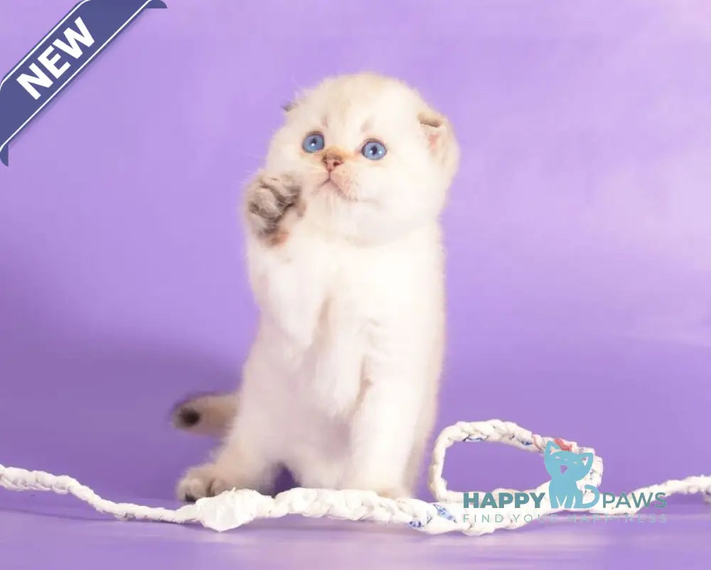 Yashka Scottish Fold female black golden ticked tabby pointed live animals