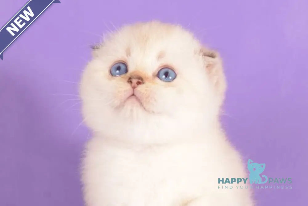 Yashka Scottish Fold female black golden ticked tabby pointed live animals