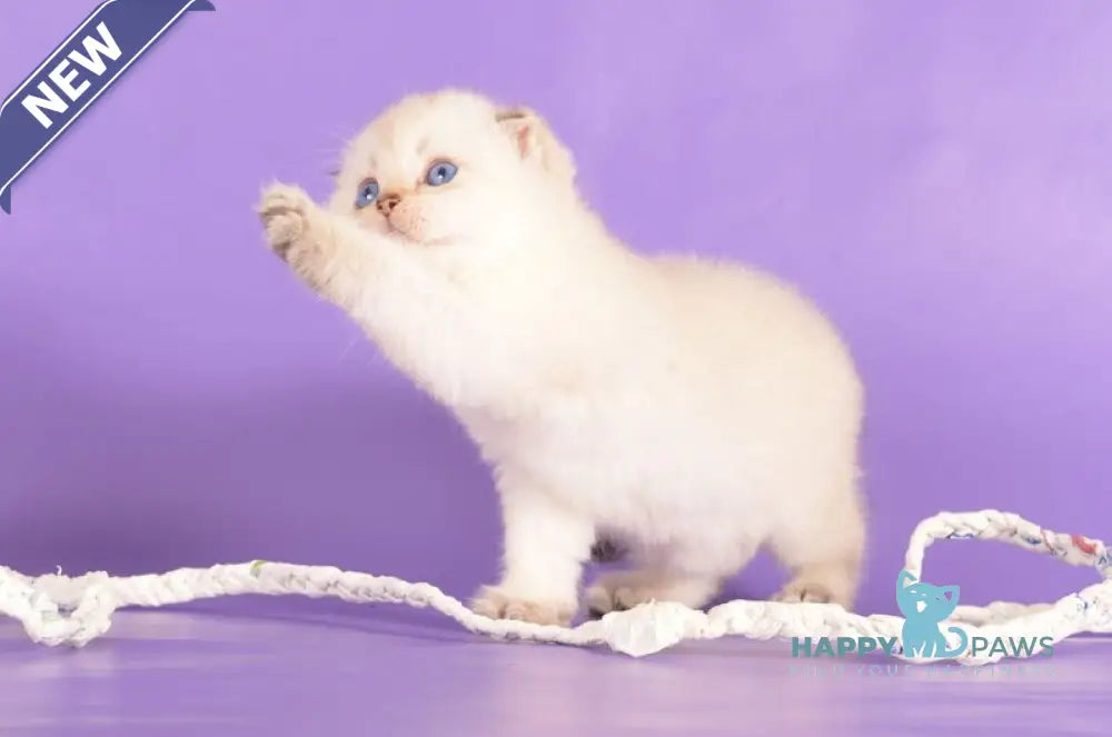 Yashka Scottish Fold female black golden ticked tabby pointed live animals