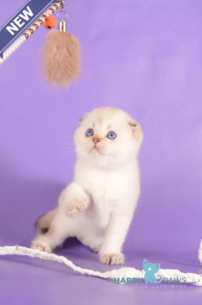 Yashka Scottish Fold female black golden ticked tabby pointed live animals