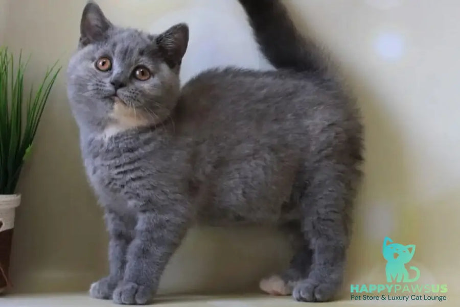Yashma British Shorthair female blue tortie - live animals