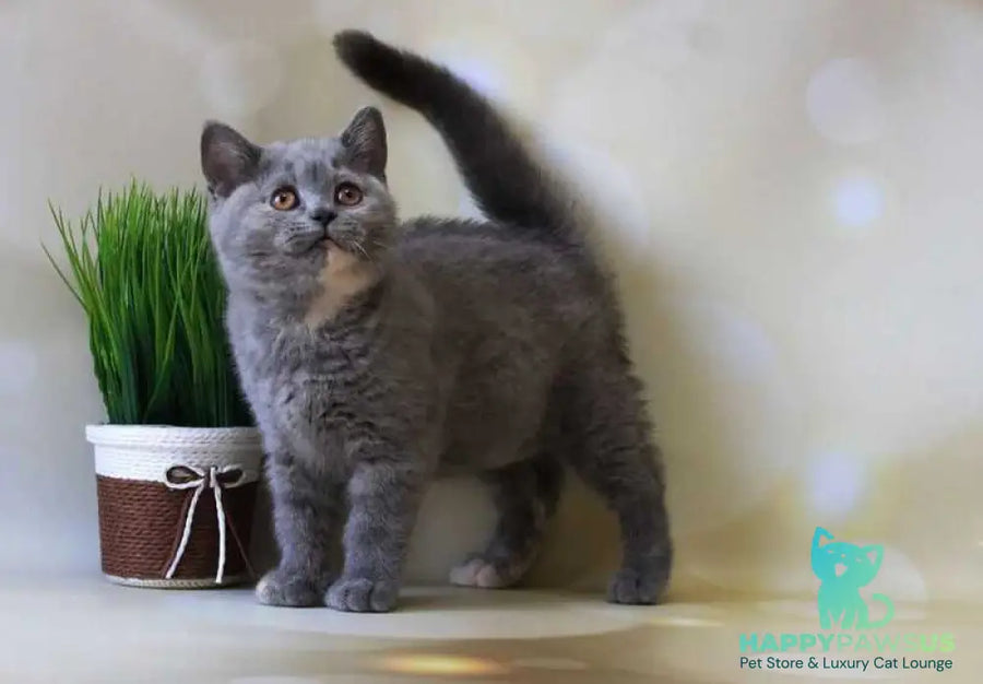 Yashma British Shorthair female blue tortie - live animals