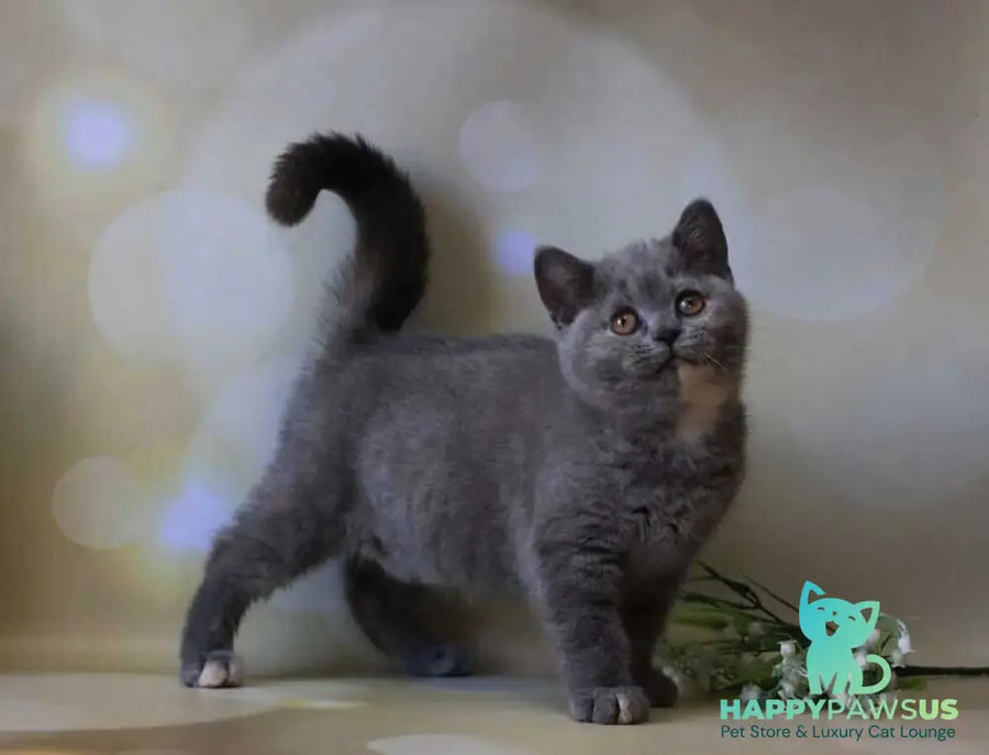 Yashma British Shorthair female blue tortie - live animals
