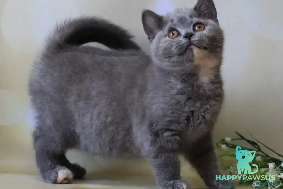 Yashma British Shorthair female blue tortie - live animals