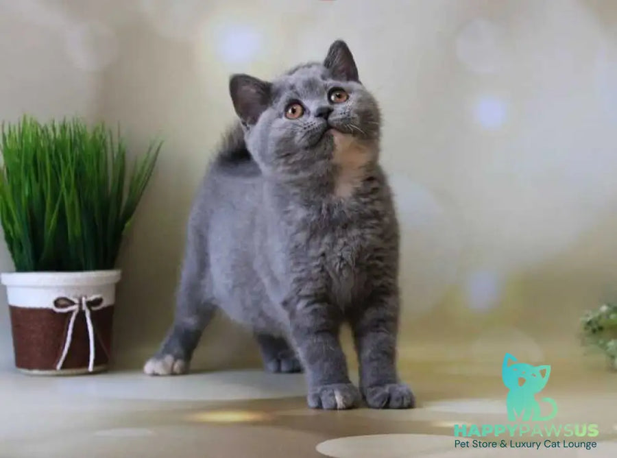 Yashma British Shorthair female blue tortie - live animals