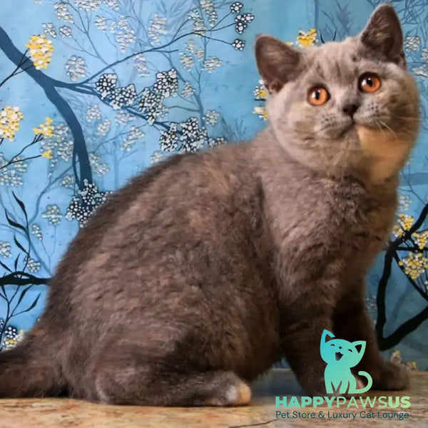 Yashma British Shorthair female blue tortie - live animals